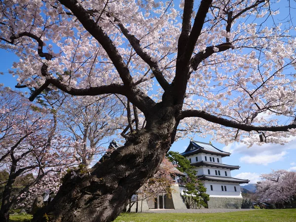 Castelo Matsumae Flores Cereja — Fotografia de Stock