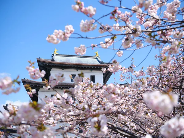 Matsumae Slott Och Körsbär Blommor — Stockfoto