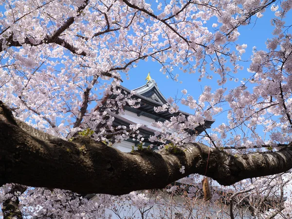 Castelo Matsumae Flores Cereja — Fotografia de Stock