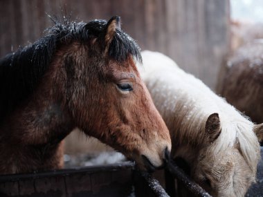 Dosanko atı kış ahırında