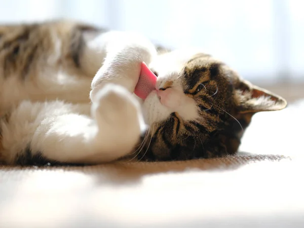 Katze Fenster Pflegen — Stockfoto