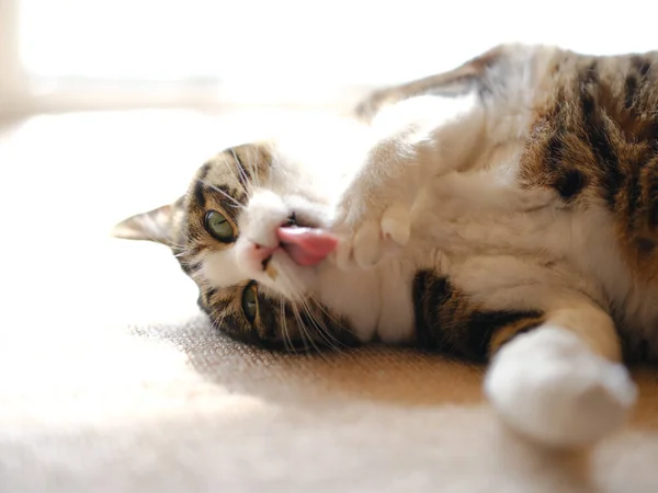 Aseo Gato Cerca Ventana — Foto de Stock