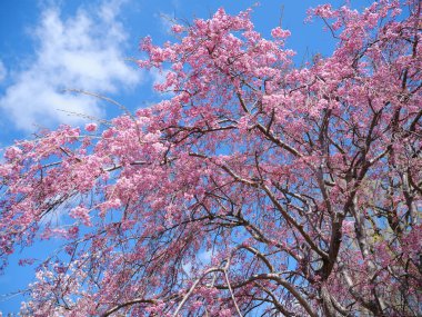 Baharda ağlayan kiraz ağacı