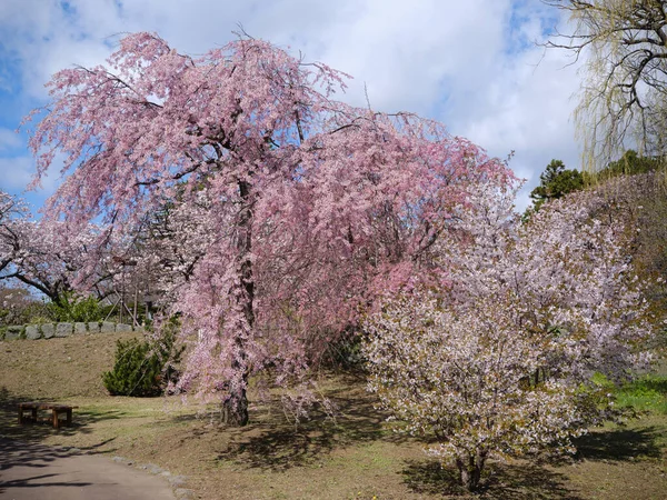 Árvore Cereja Chorando Primavera — Fotografia de Stock