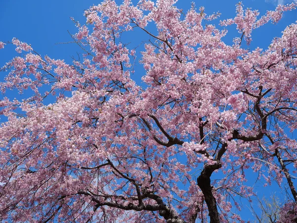 Árvore Cereja Chorando Primavera — Fotografia de Stock