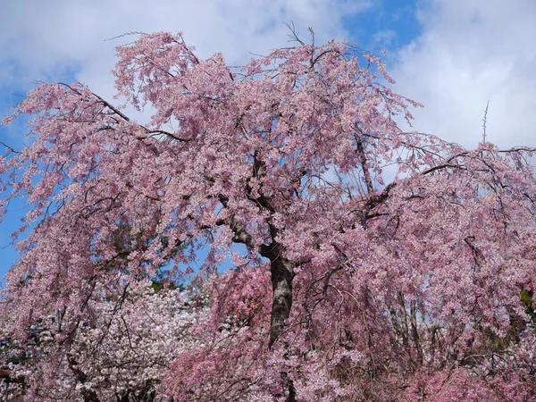 Árvore Cereja Chorando Primavera — Fotografia de Stock