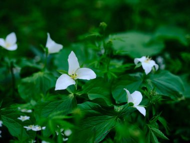 İlkbaharda Hokkaido 'da Trillium Camschatcense