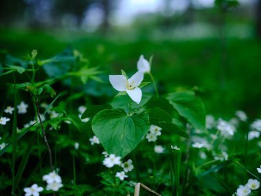 İlkbaharda Hokkaido 'da Trillium Camschatcense