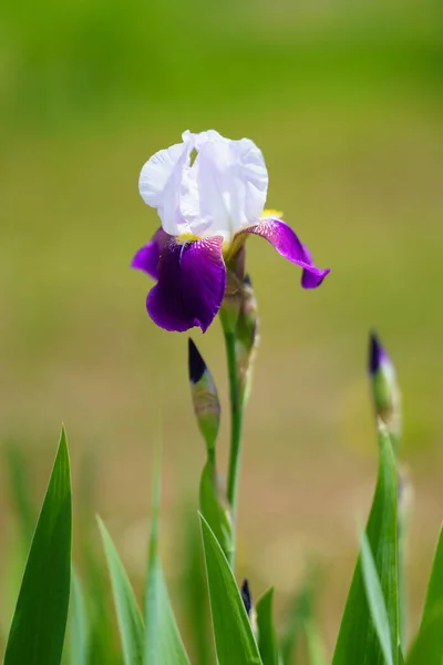 夏の虹彩 北海道ジャパン — ストック写真