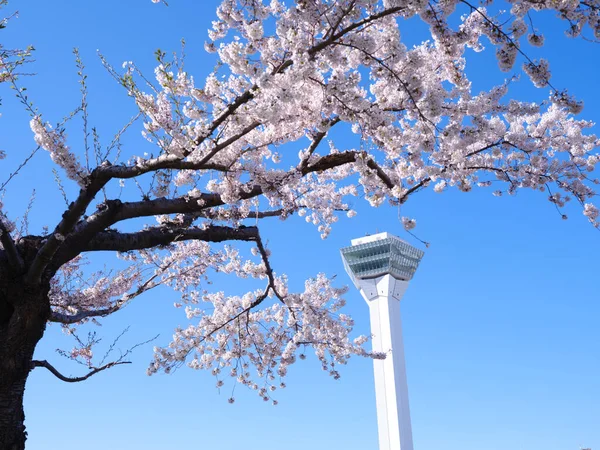 Goryokaku Tower Cherry Blossoms — Stock Photo, Image