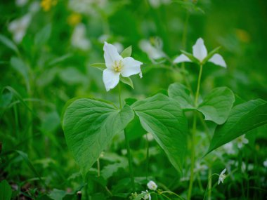 İlkbaharda Hokkaido 'da Trillium Camschatcense