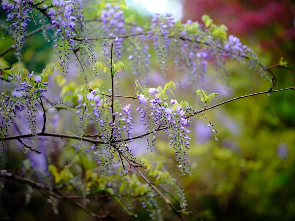 Wisteria Kwitnie Wiosną Japonia — Zdjęcie stockowe