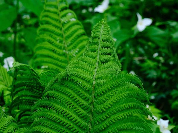 Samambaia Planta Floresta Verão — Fotografia de Stock