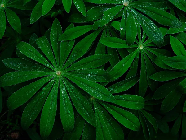 Gota Lluvia Sobre Hierba Verde —  Fotos de Stock