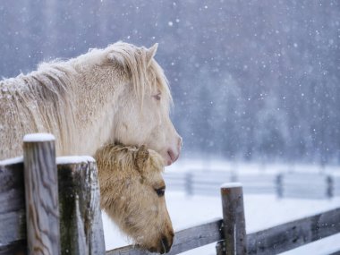 Dosanko atı kış otlağında