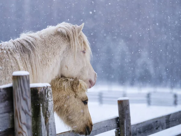 Cavallo Dosanko Pascolo Invernale — Foto Stock