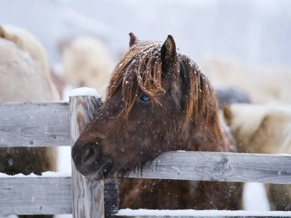 Caballo Dosanko Los Pastos Invierno — Foto de Stock