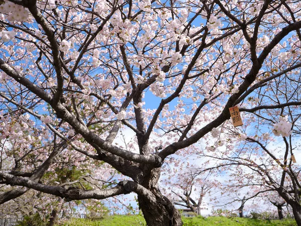 Třešňové Květy Matumae Hokkaido — Stock fotografie
