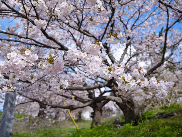 Flores Cereja Matumae Hokkaido — Fotografia de Stock