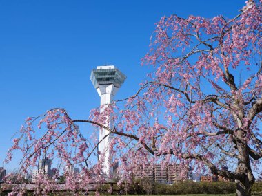 Goryokaku Kulesi ve kiraz çiçekleri