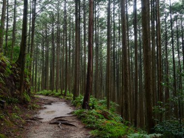 kumano kodo in wakayama japan