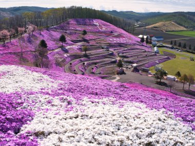 İlkbaharda hokkaido 'da yosun filizi