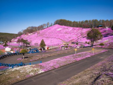 İlkbaharda hokkaido 'da yosun filizi