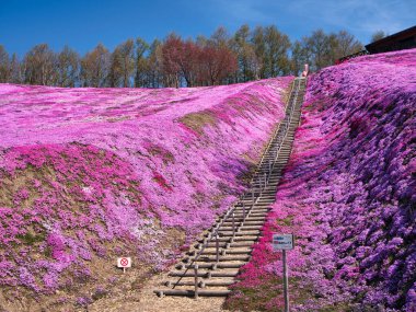 İlkbaharda hokkaido 'da yosun filizi