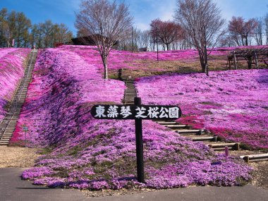 İlkbaharda hokkaido 'da yosun filizi