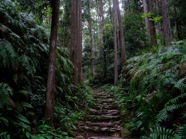 Kumano Kodo Wakayama Japón —  Fotos de Stock