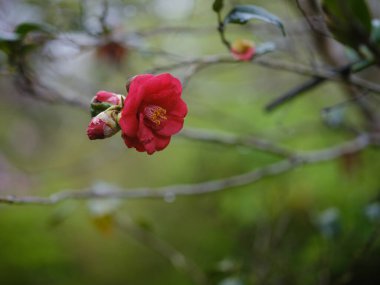 Bahar Japonya 'sında kamelya çiçeği