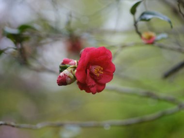 Bahar Japonya 'sında kamelya çiçeği