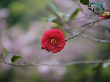 Bahar Japonya 'sında kamelya çiçeği