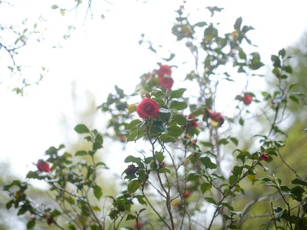 Camellia Bloem Het Voorjaar Japan — Stockfoto