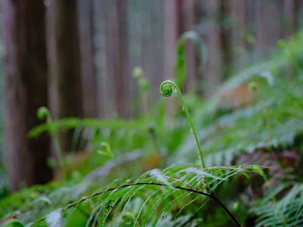 Japanse Koninklijke Varen Het Voorjaar — Stockfoto