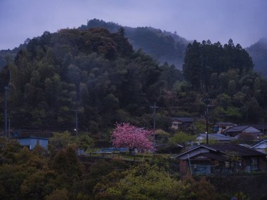 Wakayama 'daki Japon kırsal alanı