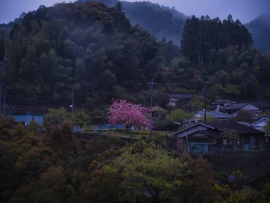 Wakayama 'daki Japon kırsal alanı