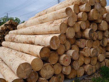 Japonya 'da kereste deposu.