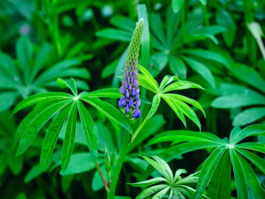 Lupin yaz bahçesinde hokkaido