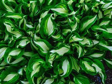 yeşil çimenler yaz bahçesinde