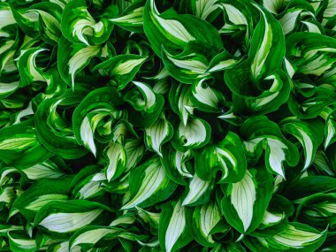 yeşil çimenler yaz bahçesinde