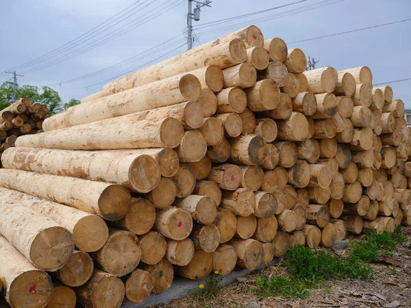 Japonya 'da kereste deposu.