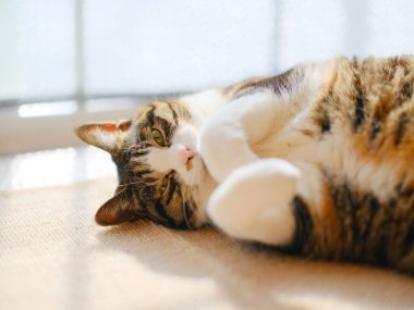 Pencerenin yanında bir kedi