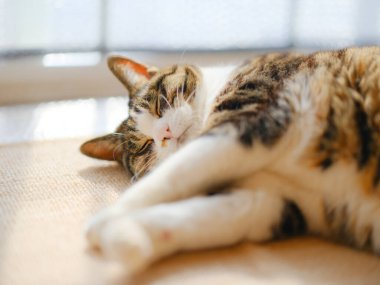 Pencerenin yanında bir kedi