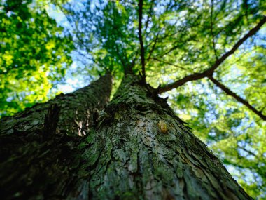 Ağustosböceği kabuğu yazın ağaçta