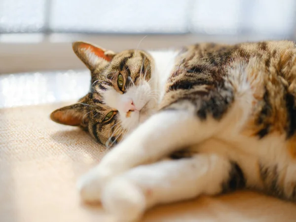 Jedna Kočka Okna — Stock fotografie