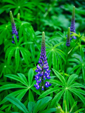Lupin yaz bahçesinde hokkaido