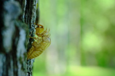 Ağustosböceği kabuğu yazın ağaçta
