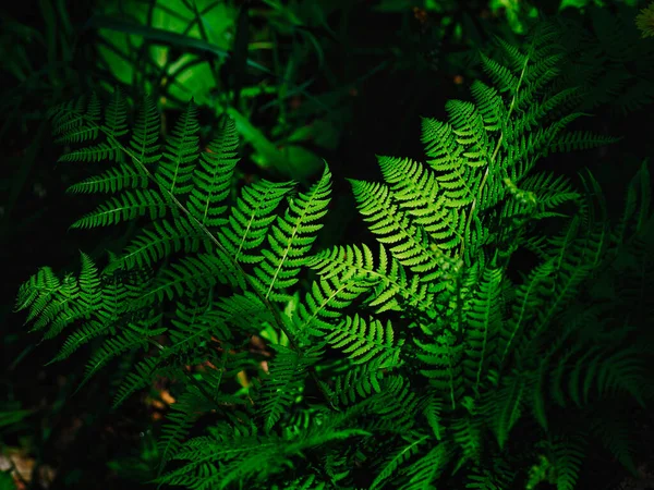 夏季森林里的蕨类植物 — 图库照片