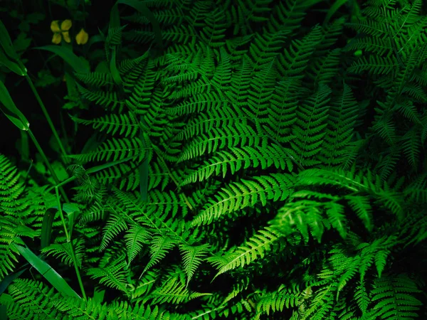 Папороть Рослина Літньому Лісі — стокове фото